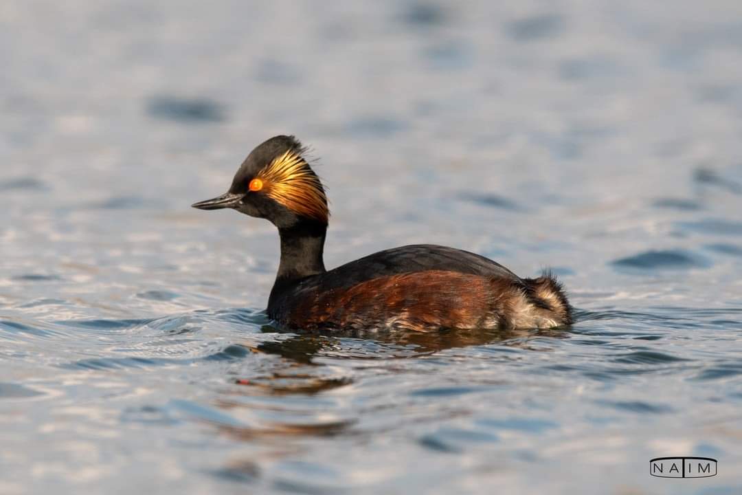 Le retour du printemps avec les oiseaux d'eau, les passereaux et les rapaces de la réserve naturelle ornithologique du Blankaart